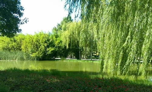 Scenic view of lake by trees in forest