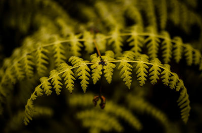 Close-up of fern