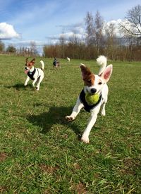 Playful dogs running at park