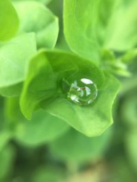 Close-up of water drops on leaf