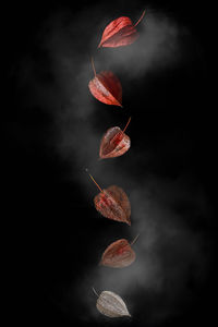 Close-up of dry fruits against black background