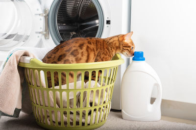 A domestic cat sniffs the laundry detergent while sitting in a laundry basket.