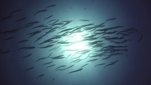 Fish swimming in sea