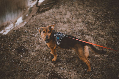 Dog standing on land