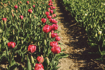 Red tulips blooming on field