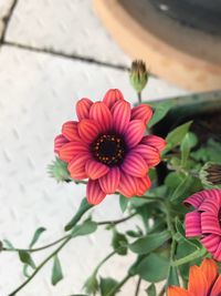 High angle view of flower blooming outdoors