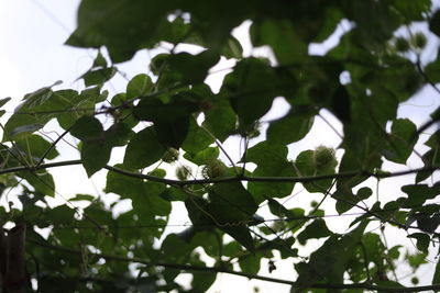 Low angle view of leaves on tree against sky