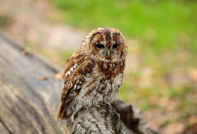 Close-up portrait of owl perching outdoors