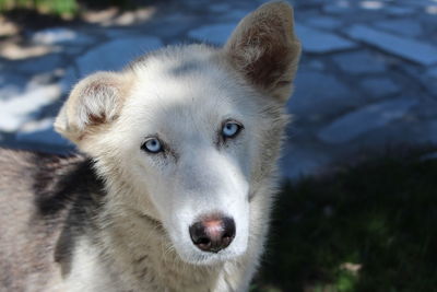 Close-up portrait of dog