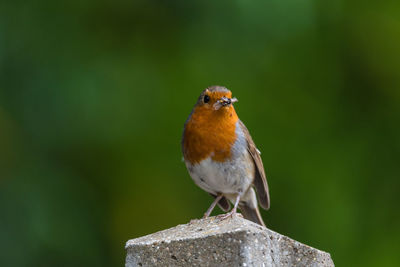 Close-up of bird perching on a leaf