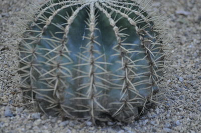 Close-up of potted plant