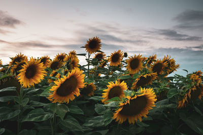 Close-up of sunflower on field against sky