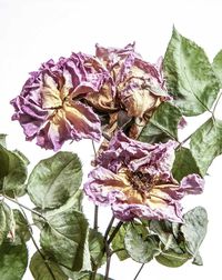 Close-up of wilted rose against white background