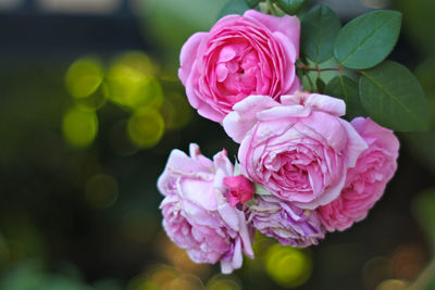 Close-up of pink rose