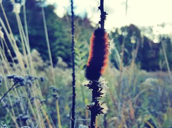 Close-up of red flowers growing on field