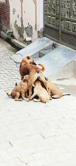 High angle view of dog sleeping