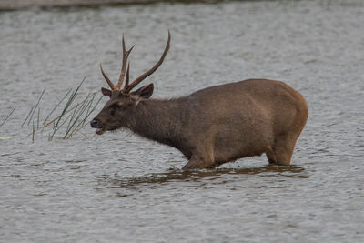 Side view of deer in water