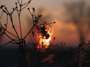 Close-up of dried plant against sunset sky