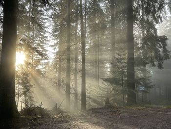 Trees in forest