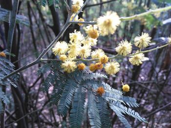 Close-up of white flowering plant