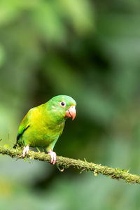 Close-up of parrot