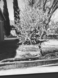 View of cherry blossom tree