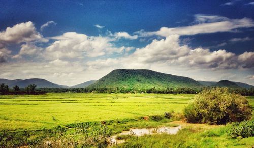 Scenic view of field against sky