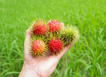 Close-up of hand holding plant