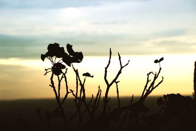 Silhouette of plants against sky during sunset