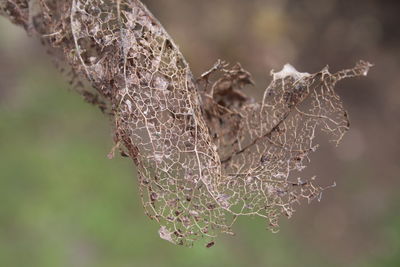 Close-up of plant