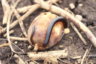 Close-up of centipedes on field