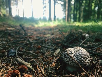 Close-up of tortoise on tree in forest