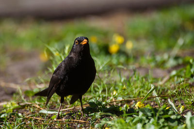 Close-up of bird perching on a field