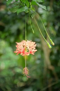 Close-up of red flowering plant