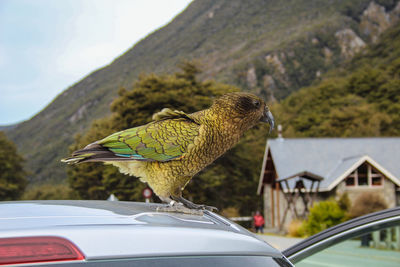 Bird in a car