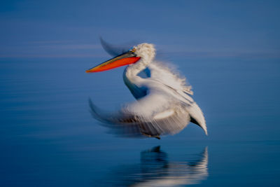 Close-up of pelican