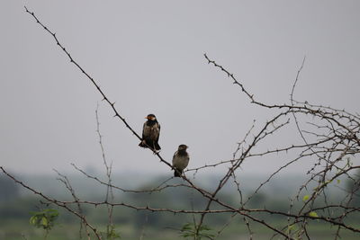 Low angle view of birds perching on bare tree