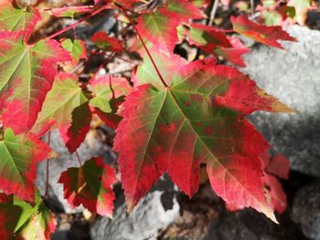 Close-up of maple leaves