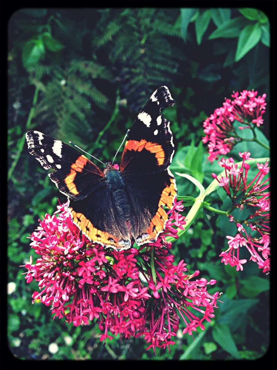 one animal, animals in the wild, animal themes, insect, wildlife, butterfly - insect, flower, butterfly, animal markings, fragility, pollination, beauty in nature, animal wing, nature, close-up, focus on foreground, perching, plant, freshness, growth