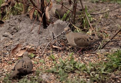 High angle view of bird on field