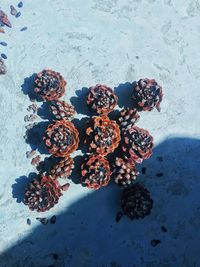 High angle view of berries