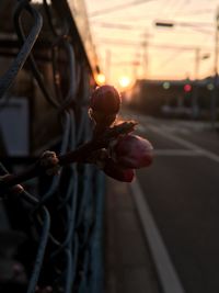 Close-up of flower against blurred background