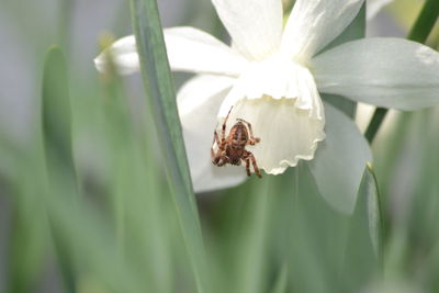 Close-up of spider on plant