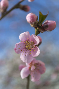 Close-up of fresh pink flowers blooming on tree