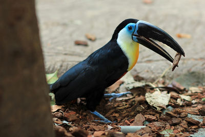 Close-up of bird perching on a field