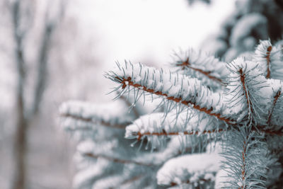 Close-up of frozen fir tree