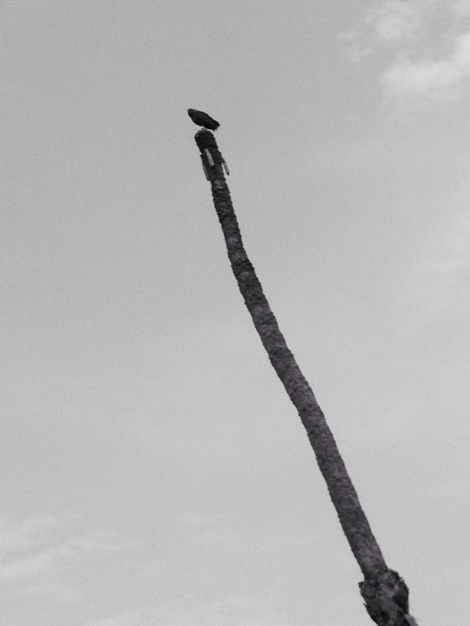 low angle view, clear sky, sky, bird, branch, animal themes, tree, nature, copy space, tree trunk, animals in the wild, wildlife, perching, day, bare tree, outdoors, no people, one animal, pole, tranquility