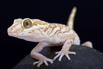 Close-up of lizard on rock