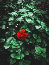 High angle view of red flowering plant