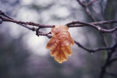 Close-up of dried leaves on branch